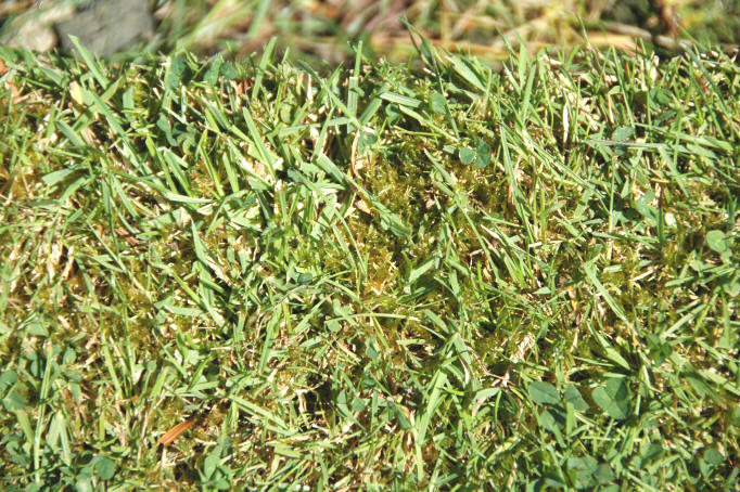 A close look at the enlarged image will see that the scarcity of grass in this lawn is allowing the moss to take over.